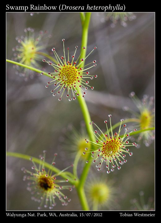 Swamp Rainbow (Drosera heterophylla)