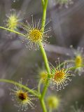 Swamp Rainbow (Drosera heterophylla)