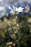 Swamp Rainbow (Drosera heterophylla)