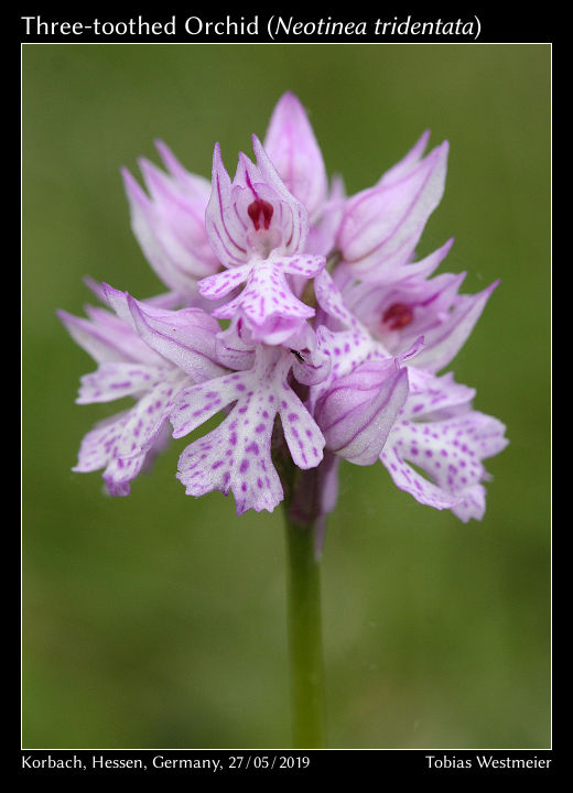 Three-toothed Orchid (Neotinea tridentata)