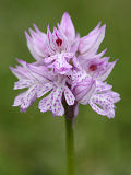 Three-toothed Orchid (Neotinea tridentata)