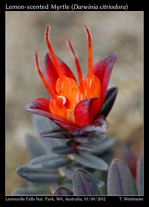 Lemon-scented Myrtle (Darwinia citriodora)