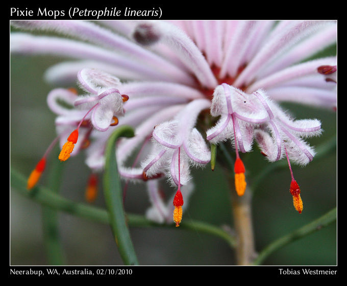 Pixie Mops (Petrophile linearis)