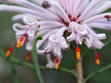 Pixie Mops (Petrophile linearis)