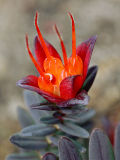 Lemon-scented Myrtle (Darwinia citriodora)