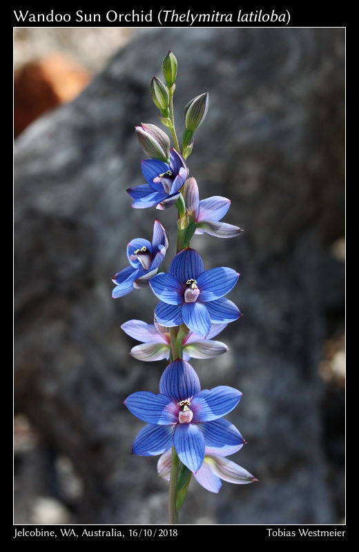 Wandoo Sun Orchid (Thelymitra latiloba)