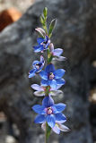 Wandoo Sun Orchid (Thelymitra latiloba)