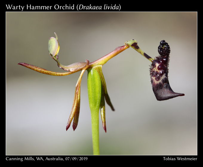 Warty Hammer Orchid (Drakaea livida)