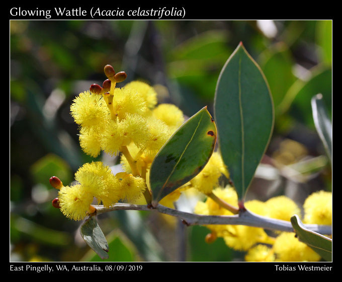Glowing Wattle (Acacia celastrifolia)