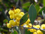 Glowing Wattle (Acacia celastrifolia)