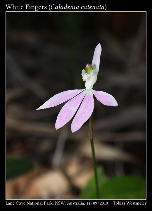 White Fingers (Caladenia catenata)