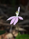 White Fingers (Caladenia catenata)