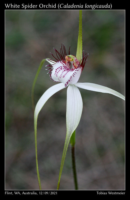 White Spider Orchid (Caladenia longicauda)