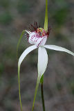 White Spider Orchid (Caladenia longicauda)