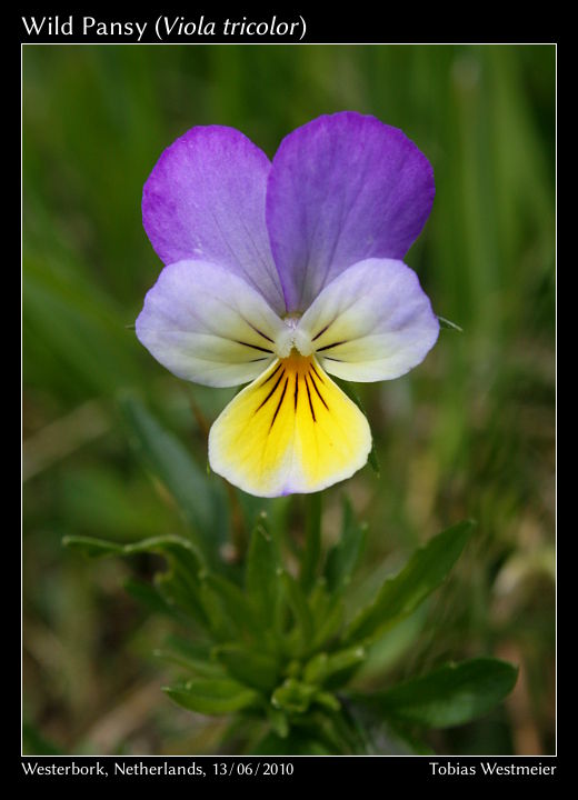 Wild Pansy (Viola tricolor)