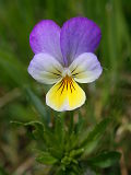 Wild Pansy (Viola tricolor)