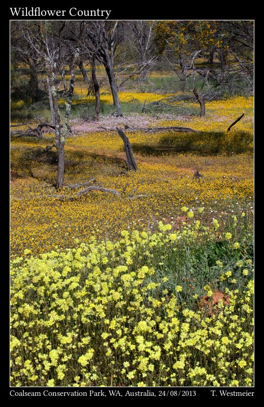 Wildﬂower Country