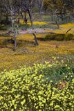 Wildﬂower Country