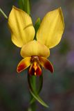 Winter Donkey Orchid (Diuris brumalis)