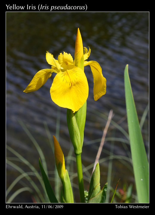 Yellow Iris (Iris pseudacorus)
