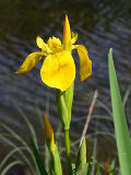 Yellow Iris (Iris pseudacorus)