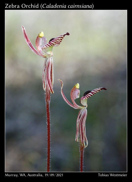 Zebra Orchid (Caladenia cairnsiana)
