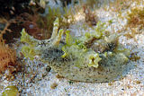 Sea Hare (Aplysia oculifera)