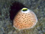 Ascidian (fam. Didemnidae)