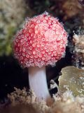 Ascidian (Synoicum sp.)