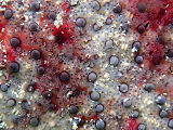 Australian Cushion Star (Anthenea australiae)