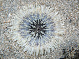 Beaded Sea Anemone (Heteractis aurora)
