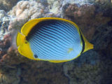 Black-backed Butterflyfish (Chaetodon melannotus)