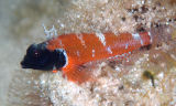 Blackhead Threefin (Enneapterygius larsonae)