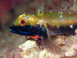 Blackthroat Threefin (Helcogramma decurrens)