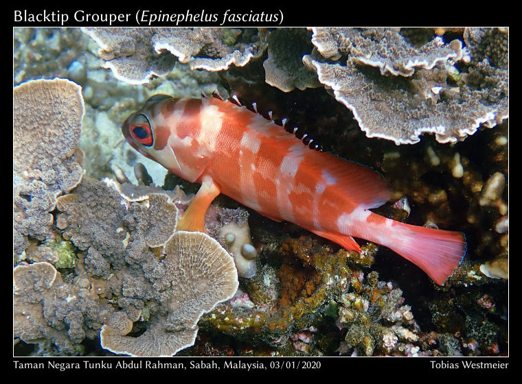 Blacktip Grouper (Epinephelus fasciatus)