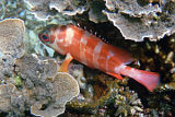 Blacktip Grouper (Epinephelus fasciatus)