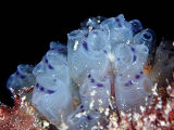 Bluebell Tunicate (Clavelina moluccensis)
