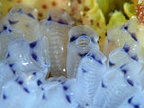 Bluebell Tunicate (Clavelina moluccensis)
