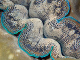 Boring Clam (Tridacna crocea)