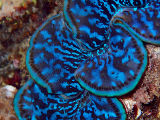 Boring Clam (Tridacna crocea)