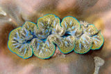 Boring Clam (Tridacna crocea)