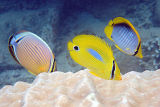 Chaetodon lunulatus, Chaetodon plebeius and Chaetodon melannotus