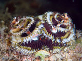 Christmas Tree Worm (Spirobranchus sp.)