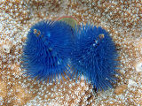 Christmas Tree Worm (Spirobranchus sp.)