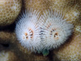 Christmas Tree Worm (Spirobranchus sp.)