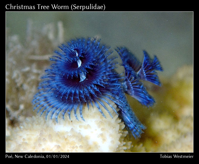 Christmas Tree Worm (Sabellidae)