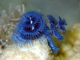 Christmas Tree Worm (Sabellidae)