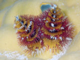 Christmas Tree Worm (Sabellidae)