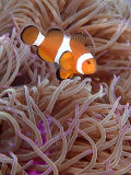 Common Clownfish (Amphiprion ocellaris)