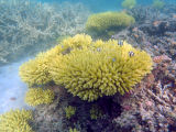 Coral Reef, Poé